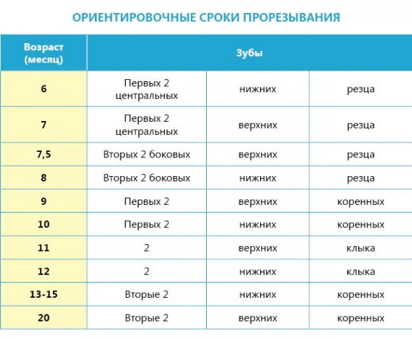 Сроки прорезывания зубов