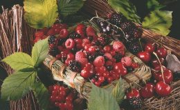 Напитки для детей из черной смородины и малины