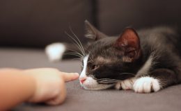 Ребенка поцарапала кошка: как не допустить развития опасной болезни