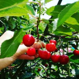 Польза вишни для здоровья. 6 фактов, о которых вы не знали