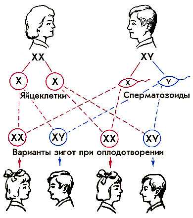 признаки второй недели беременности