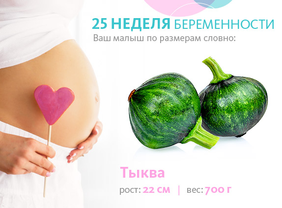 плод на 25 неделе беременности