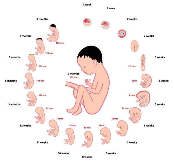 развитие ребенка во время беременности