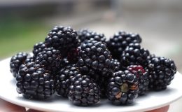 Чем полезна ежевика: 7 целебных свойств ягоды