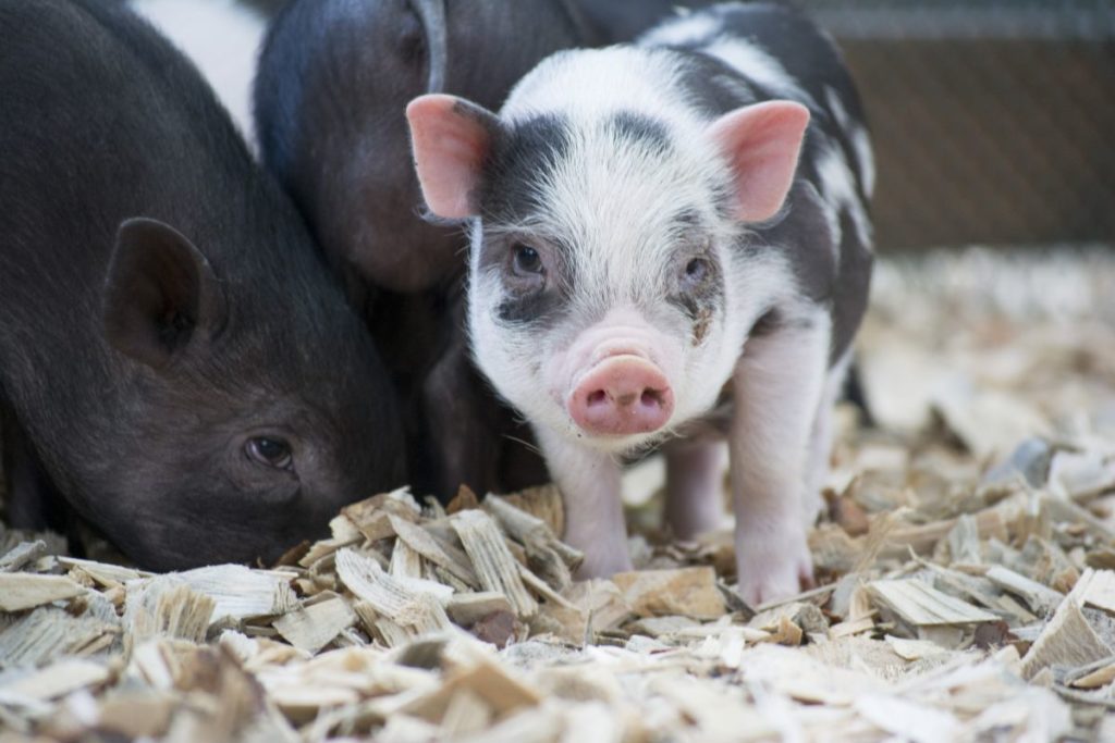 animalpark.com.ua