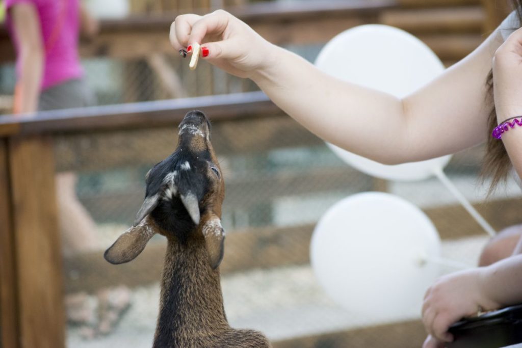 animalpark.com.ua