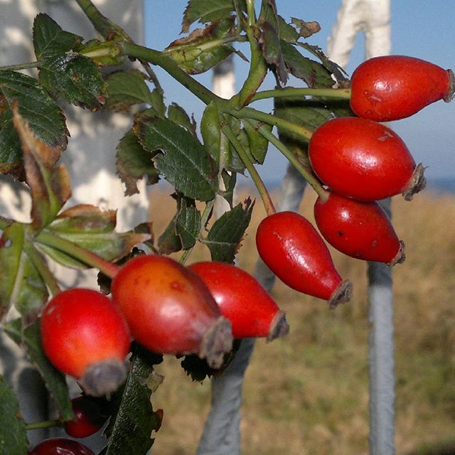 польза шиповника