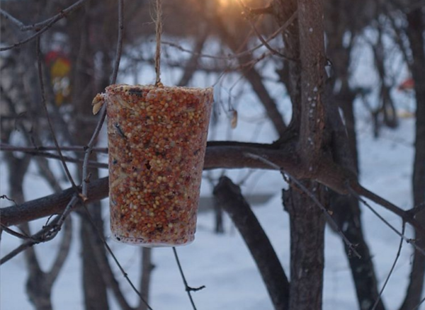 Как сделать кормушку для птиц