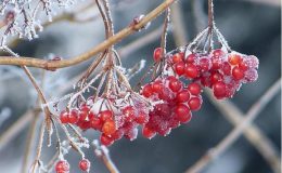 Полезные свойства калины, о которых вы не знали