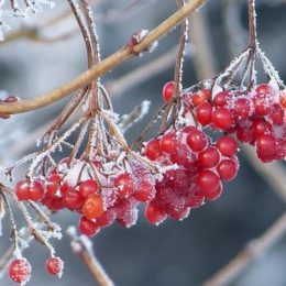 Корисні властивості калини, про які ви не знали