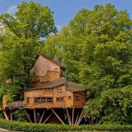 Дерево за кожен кілометр: 250 молодих саджанців для пацієнтів українських лікарень