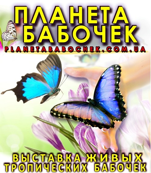 афиша Бабочки