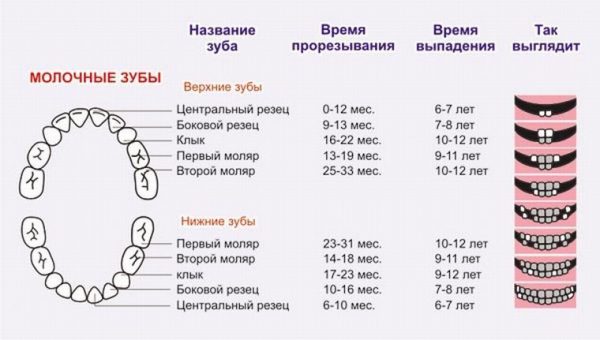 три периодма смены зубов - схема