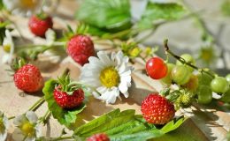 6 полезных свойств земляники, о которых знают не все