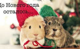 Как быстро похудеть к Новому году: секреты и советы для красивой фигуры