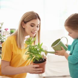 Рослини в будинку: кожній кімнаті – свій вибір