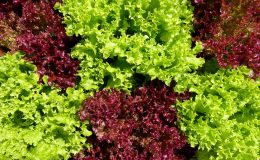 3 причины есть листовой салат каждый день