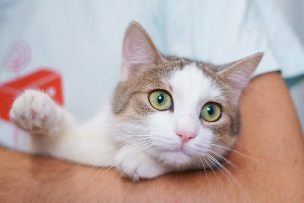 Источник: facebook.com/catfair.kyiv