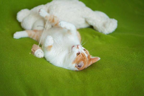 Источник: facebook.com/catfair.kyiv