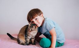 Кошеня напрокат: як взяти тварину на час