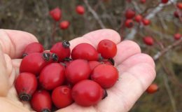 Шиповник: готовим отвар правильно