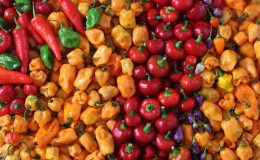 Светофор: лучшая летняя диета, которая поможет сбросить 6 кг за неделю
