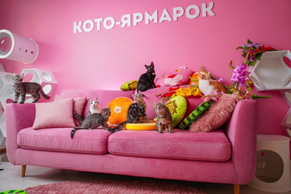 кото-ярмарок