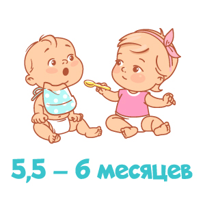 5,5 – 6 місяців