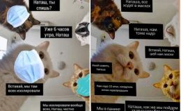 «Наташ, вставай! Мы там все уронили»: лучшие мемы весны 2020