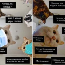 «Наташ, вставай! Мы там все уронили»: лучшие мемы весны 2020