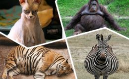 Смішно та зворушливо: 20 фото вагітних тварин