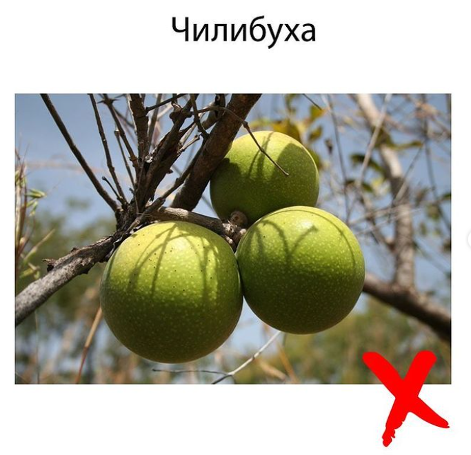 Джерело: instagram@dr__maya