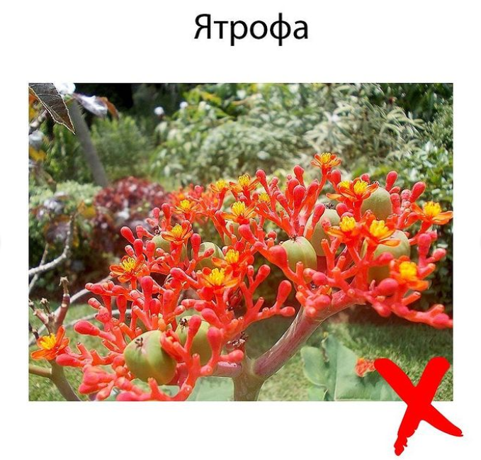 Джерело: instagram@dr__maya