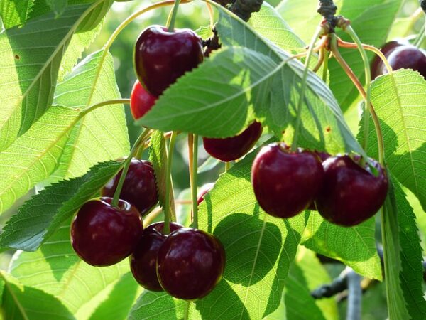 Чим небезпечні для дитини черв'яки в черешні