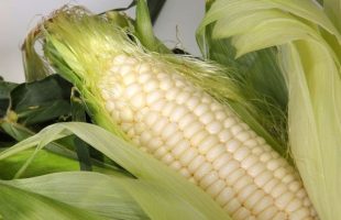 Як заморозити кукурудзу на зиму: секрети та особливості