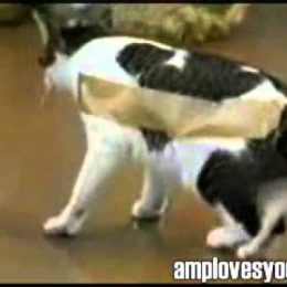 Якщо на кота наклеїти скотч