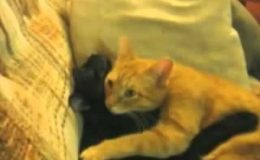 Смешные кошки. ВИДЕО